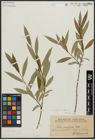 Foto von Salix acutifolia Willd.
